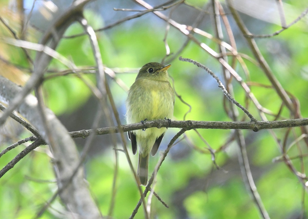 Yellow-bellied Flycatcher - Gary Chapin
