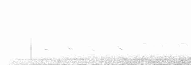 Bewick Çıtkuşu - ML450237881