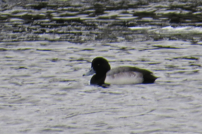 Greater Scaup - ML45023831