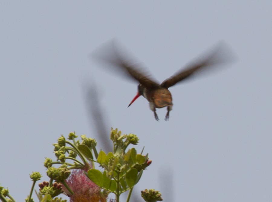 Amazilia Hummingbird - Jim Hengeveld