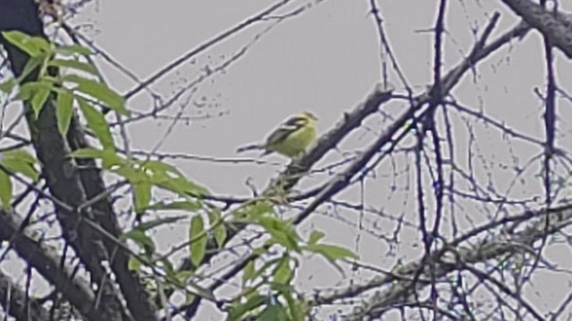 Western Tanager - ML450255301