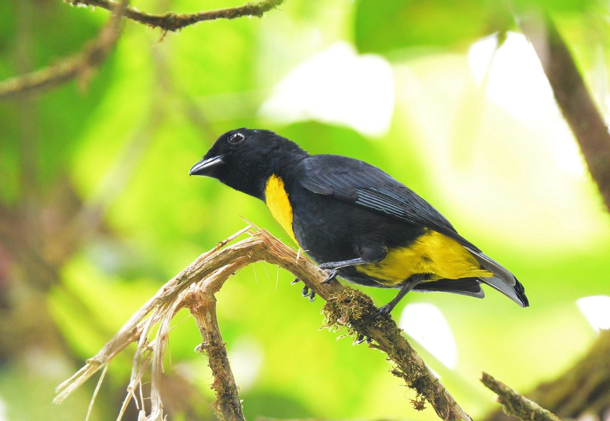 Golden-chested Tanager - ML450258641