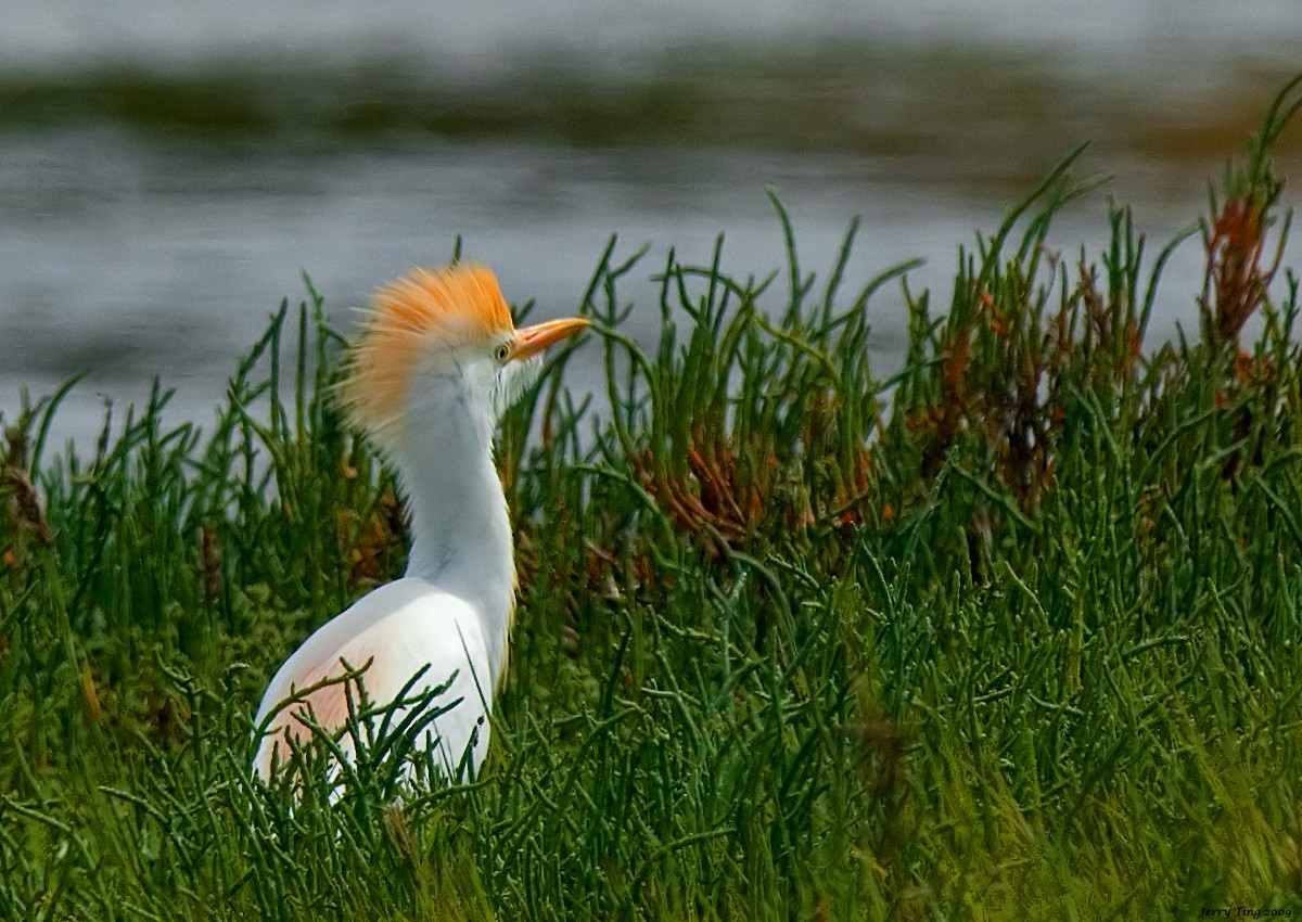 Western Cattle Egret - Jerry Ting
