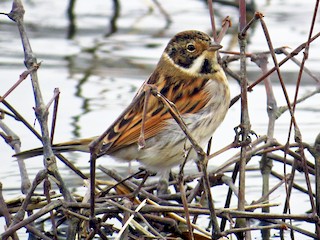  - Reed Bunting