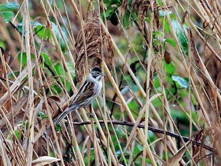  - Reed Bunting