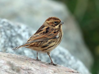  - Reed Bunting