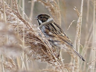  - Reed Bunting