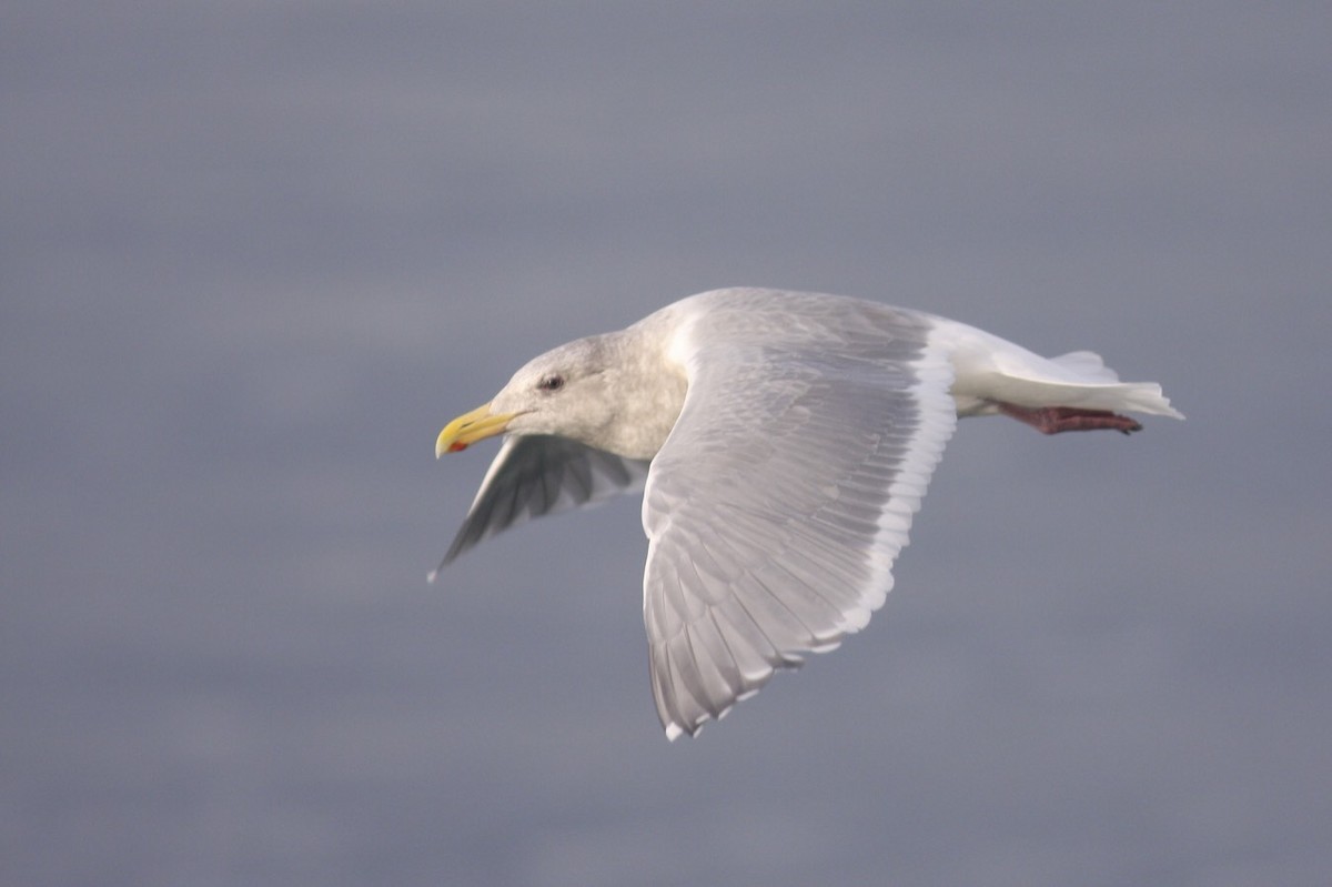 Glaucous-winged Gull - Knut Hansen