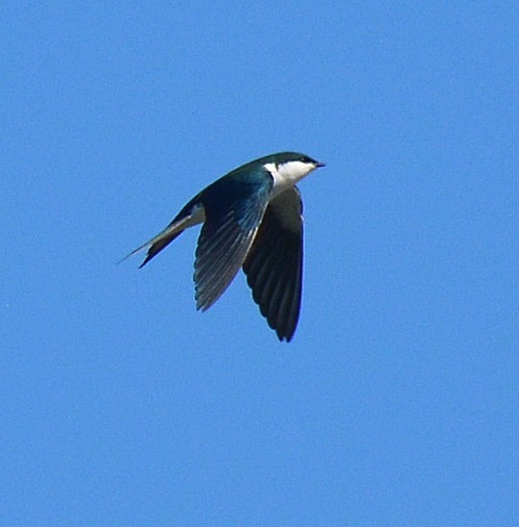 Bahama Swallow - ML45026581