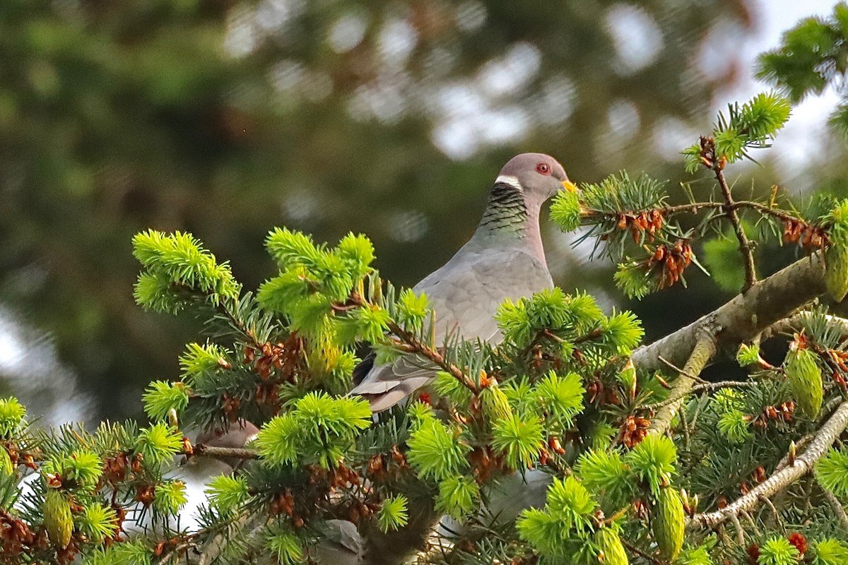 Band-tailed Pigeon - ML450268271