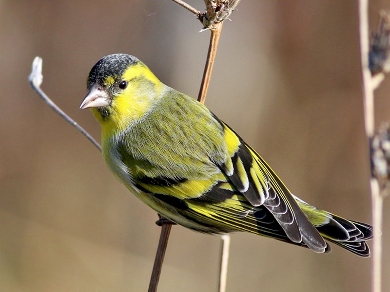 Eurasian Siskin - Katarina Paunovic