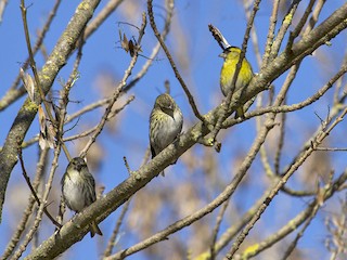  - Manuel Lemos - ML45027141