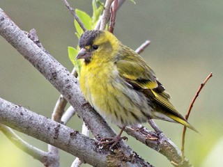 Adult male - Ian Davies - ML45027161