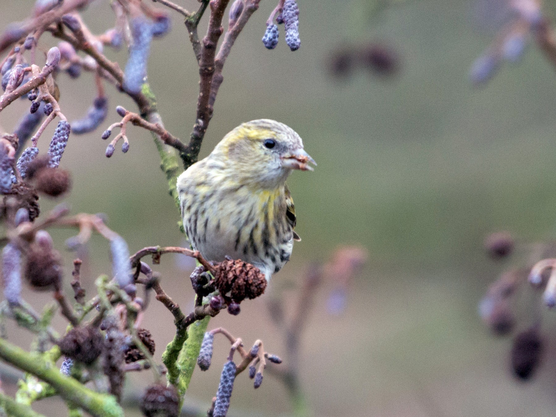 Eurasian Siskin - John C. Mittermeier