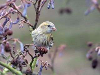 Female/immature - John C. Mittermeier - ML45027181