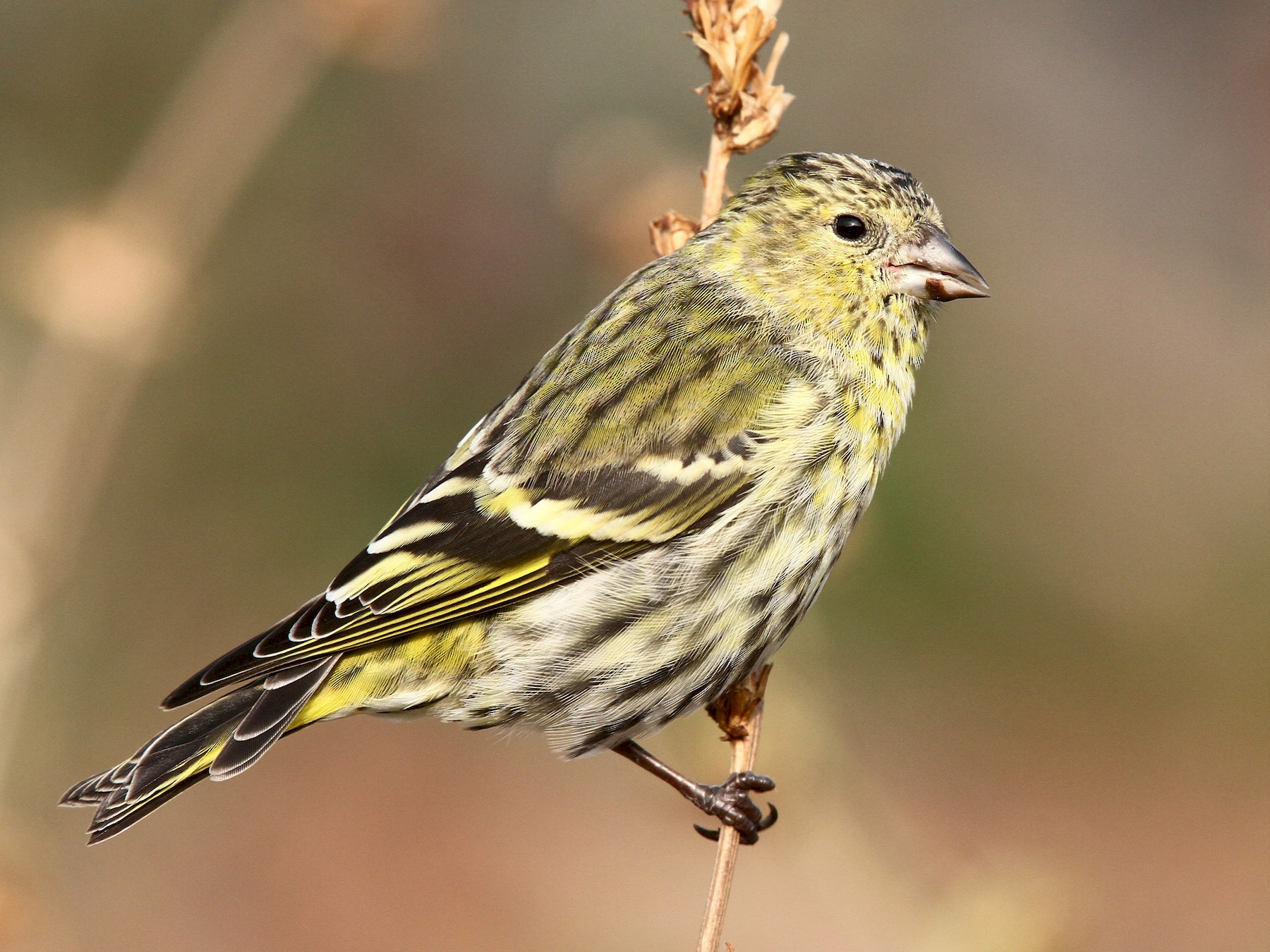 Eurasian Siskin - Volker Hesse