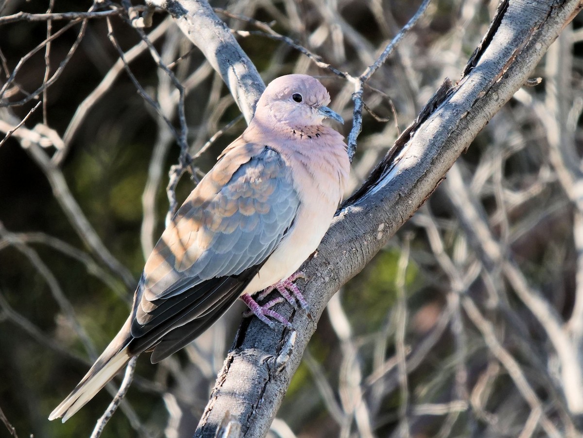 Laughing Dove - ML450277331