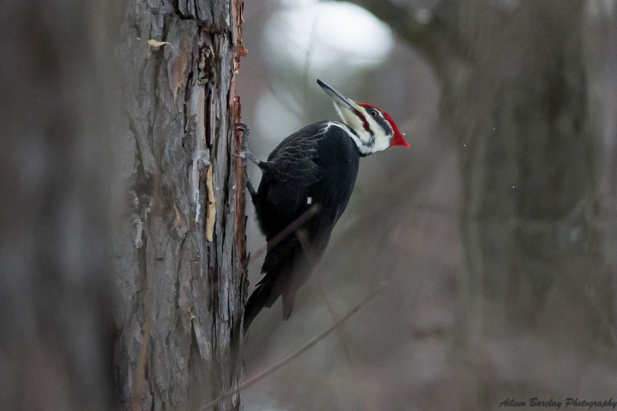 Pileated Woodpecker - Aileen Barclay