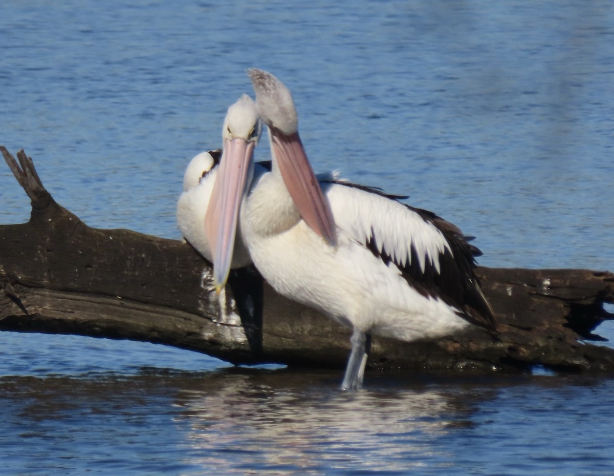 pelikán australský - ML450286931