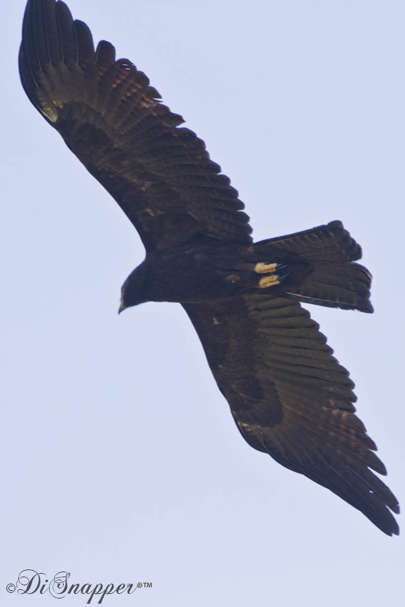 Black Eagle - NaveenKumar Ganugapenta