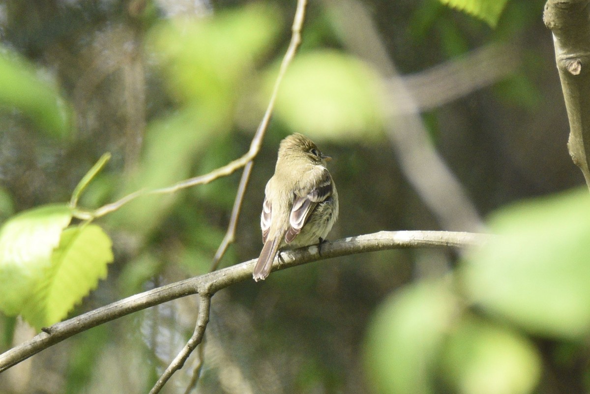 Western Flycatcher (Pacific-slope) - Leeny A