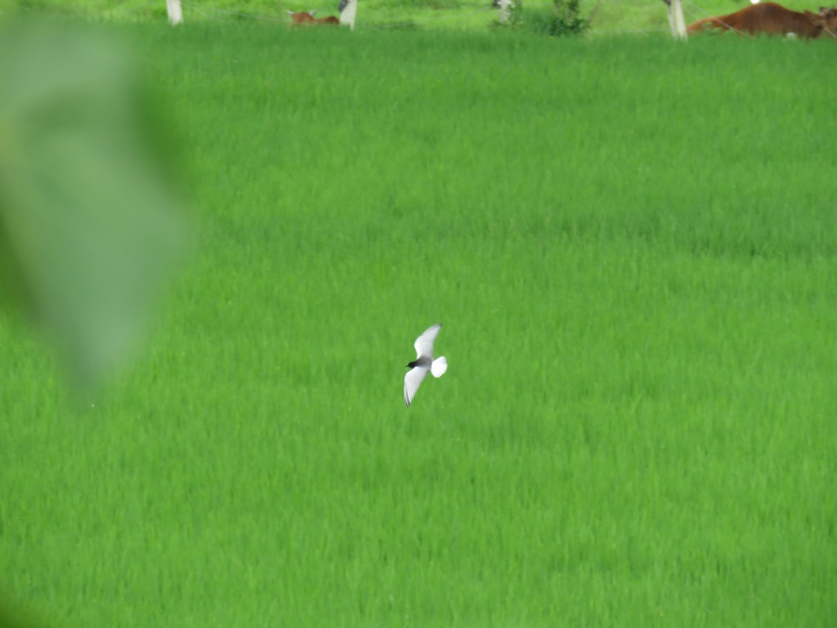 White-winged Tern - 闊 林