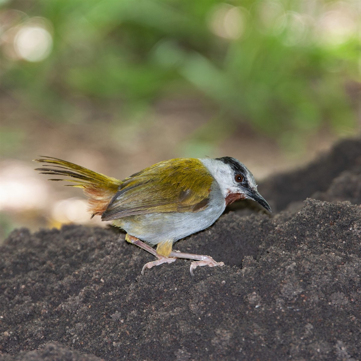 Gray-capped Warbler - ML450297521