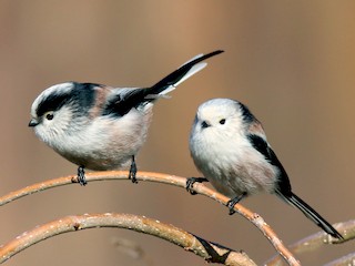  - Long-tailed Tit