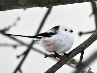  - Long-tailed Tit
