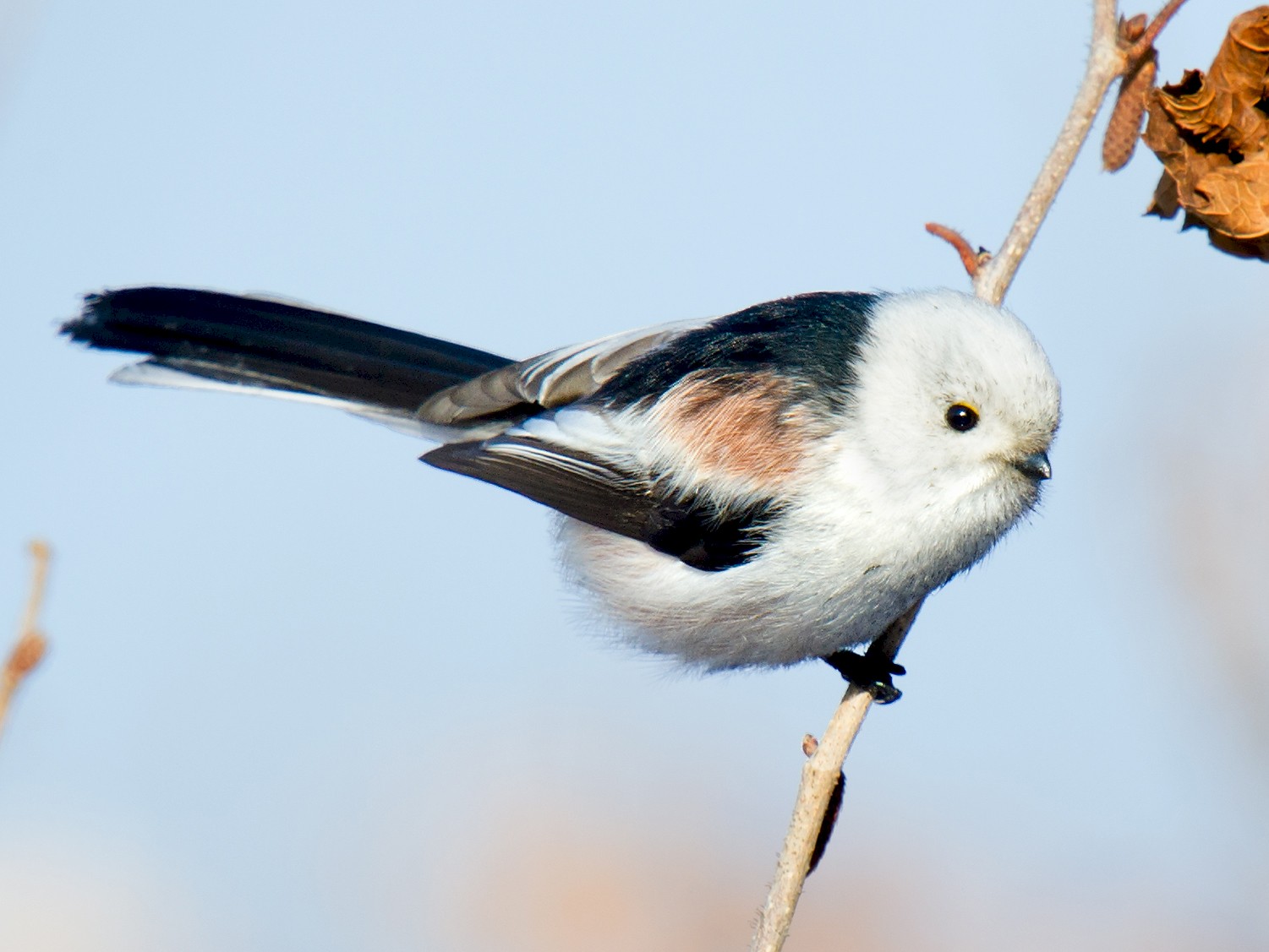 Long-tailed Tit - eBird