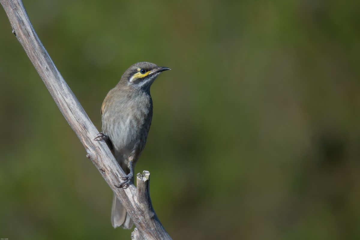 Yellow-faced Honeyeater - Cary Lewis