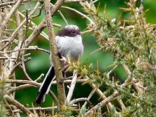  - Long-tailed Tit