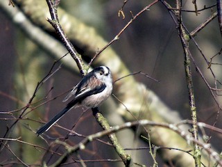  - Long-tailed Tit