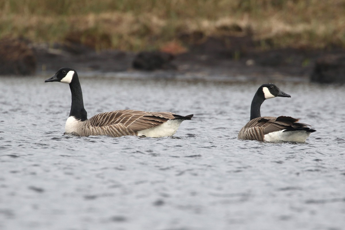 Canada Goose (canadensis Group) - ML450306081