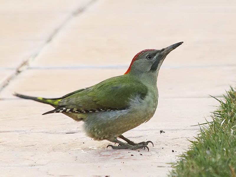 Eurasian/Iberian Green Woodpecker - Mario Alonso