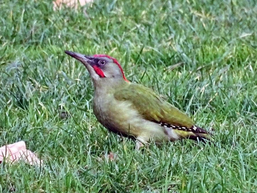 Eurasian/Iberian Green Woodpecker - Elena Baonza Díaz