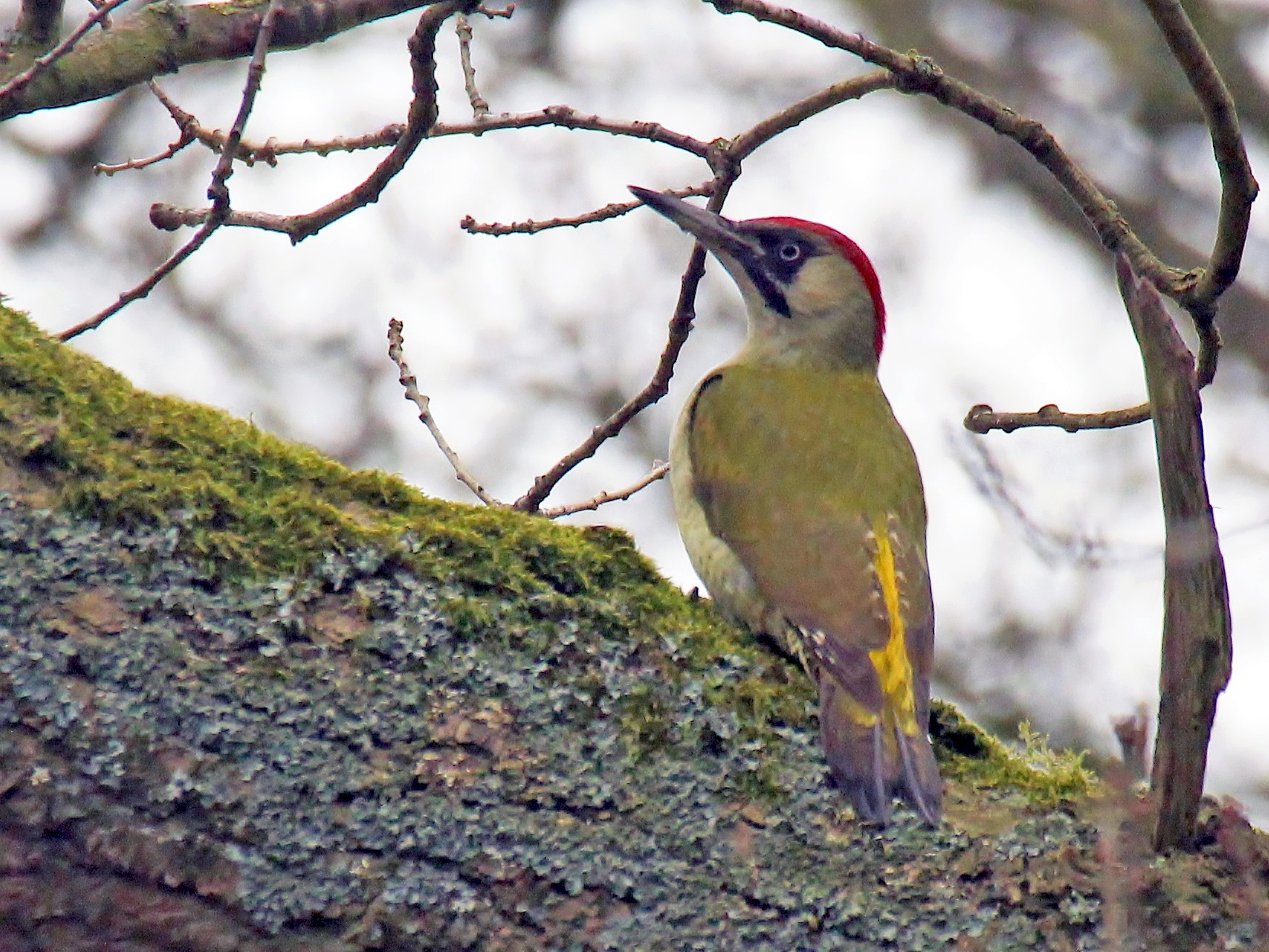 European/Iberian Green Woodpecker - eBird