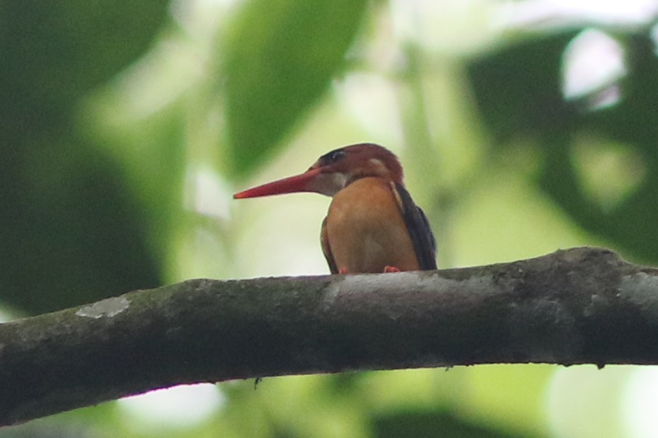 African Dwarf Kingfisher - ML450309801