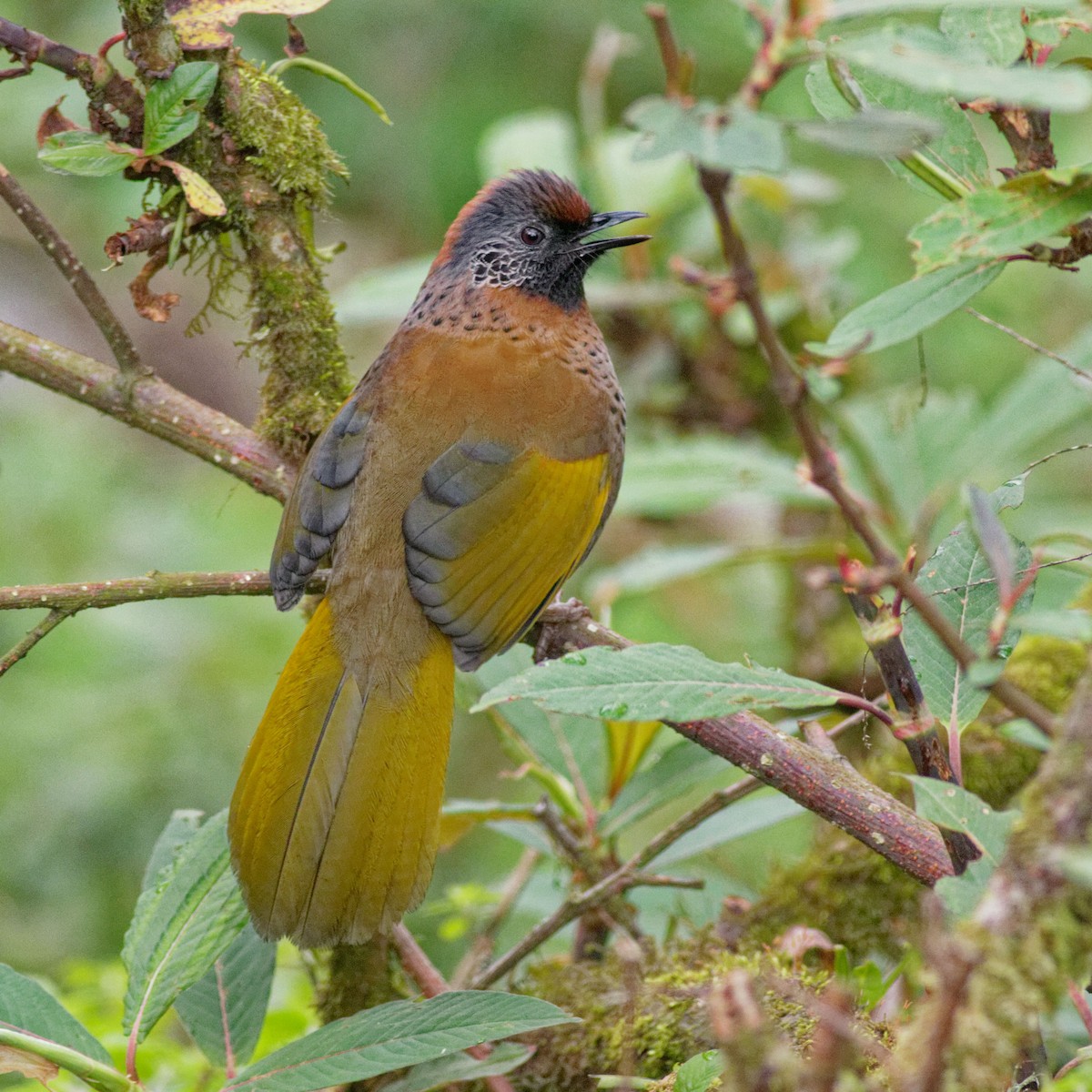 Chestnut-crowned Laughingthrush - ML450310011
