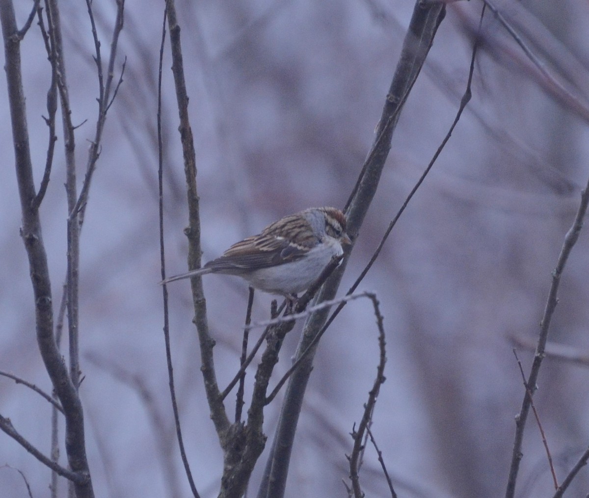 Chipping Sparrow - Mark Nenadov