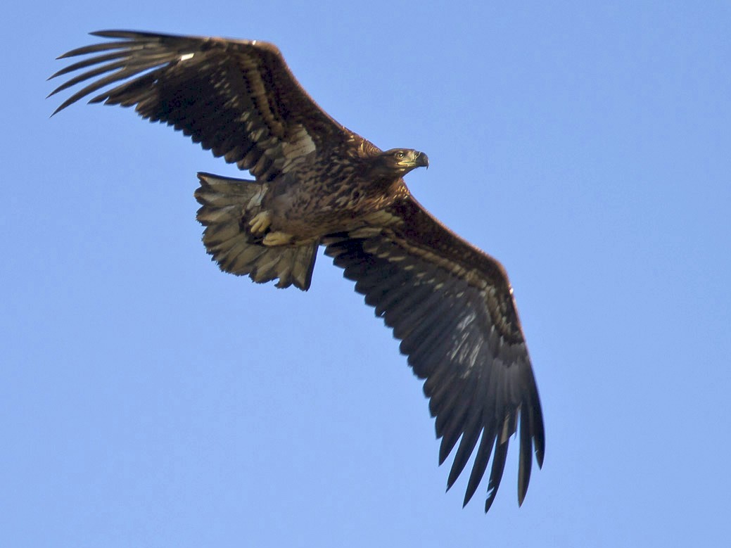 white tailed eagle