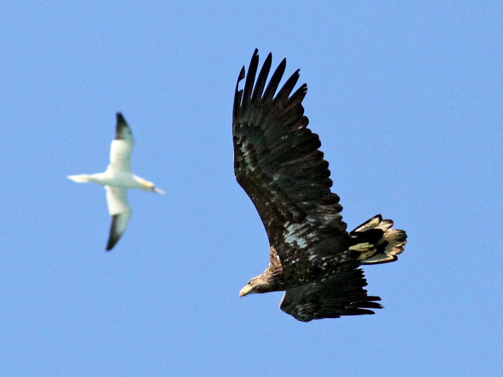 white tailed eagle