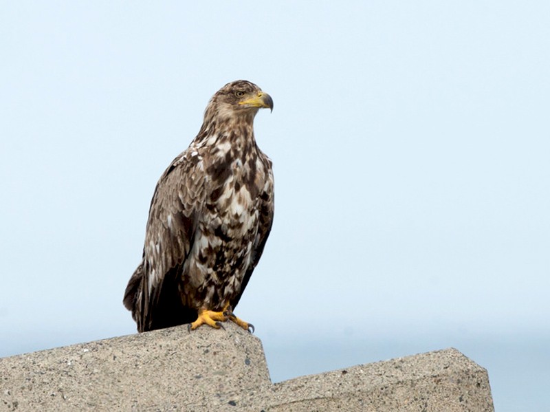 White-tailed Eagle - David Irving