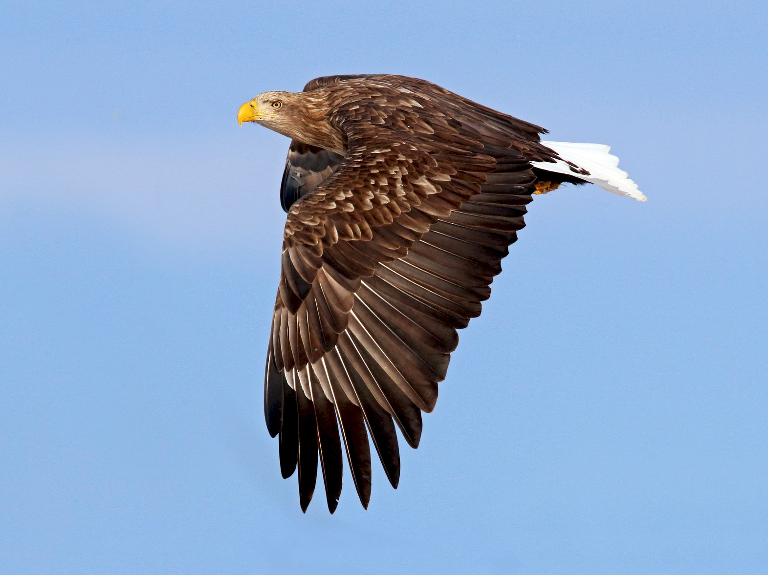 White-tailed Eagle - Ian Davies