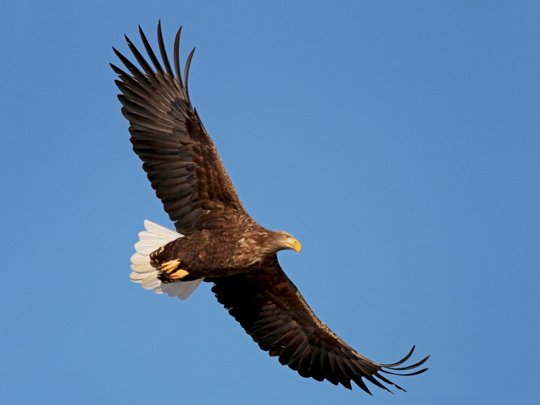 White-tailed eagle - Wikipedia