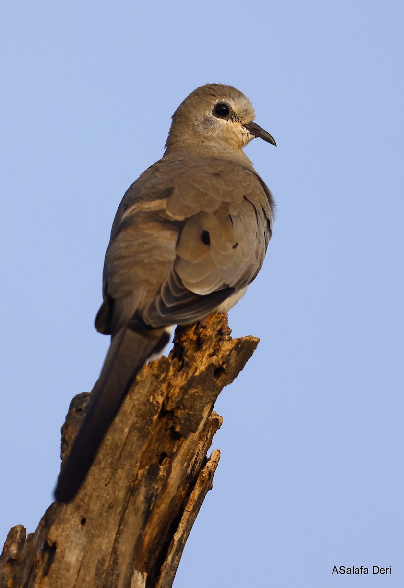Emerald-spotted Wood-Dove - ML450313661