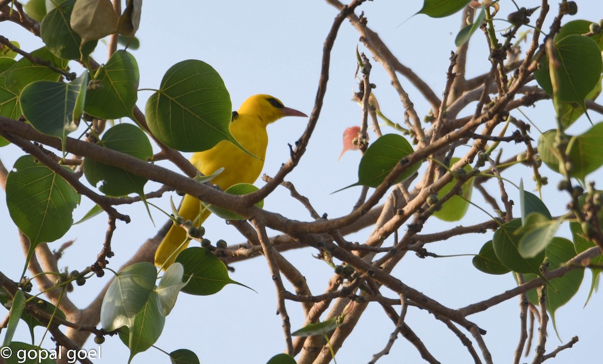 Indian Golden Oriole - ML450315541