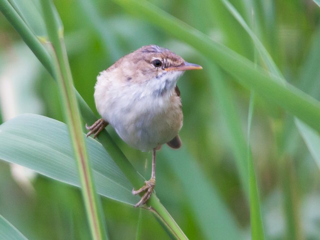 Photos - Common Reed Warbler - Acrocephalus scirpaceus - Birds of the World
