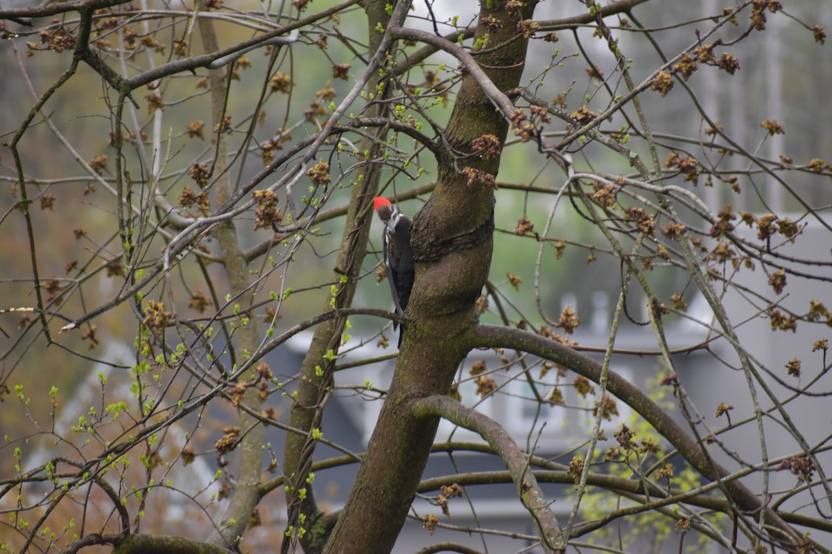 Pileated Woodpecker - ML450322491