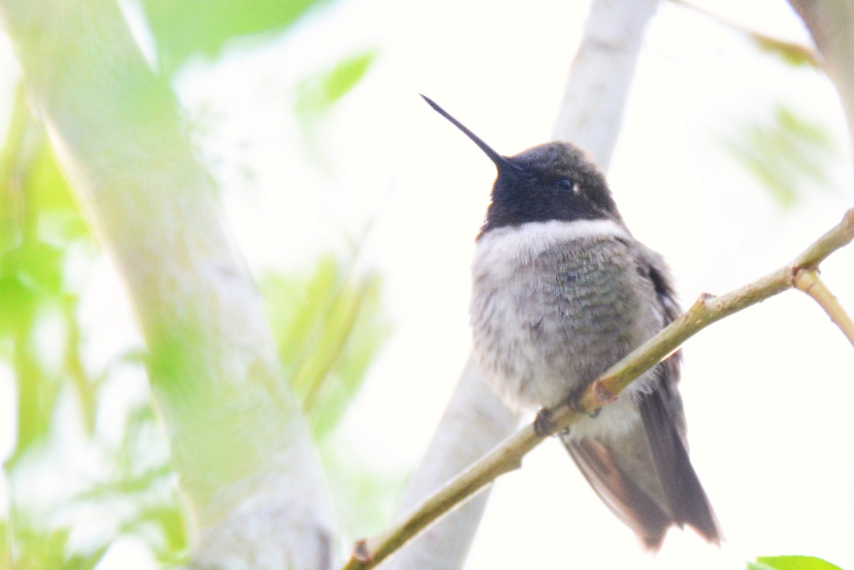 Black-chinned Hummingbird - ML450330041